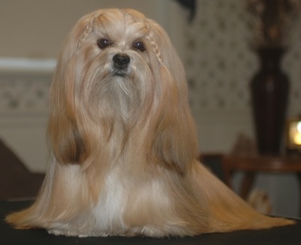 lhasa apso picture